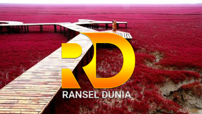 Red Beach Panjin: Lautan Rumput Merah yang Menyala di Tiongkok